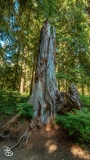 seattle_2022-olympic_np-18 seattle_2022-olympic_np-18