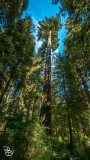 seattle_2022-olympic_np-19 seattle_2022-olympic_np-19