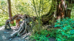 seattle_2022-olympic_np-20 seattle_2022-olympic_np-20