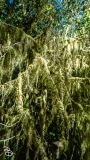 seattle_2022-olympic_np-21 seattle_2022-olympic_np-21