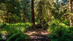 seattle_2022-olympic_np-22 seattle_2022-olympic_np-22
