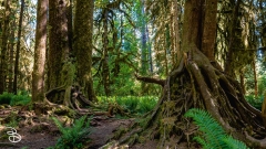 seattle_2022-olympic_np-23 seattle_2022-olympic_np-23