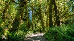 seattle_2022-olympic_np-24 seattle_2022-olympic_np-24
