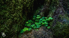 seattle_2022-olympic_np-25 seattle_2022-olympic_np-25