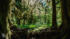 seattle_2022-olympic_np-27 seattle_2022-olympic_np-27