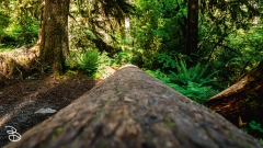 seattle_2022-olympic_np-28 seattle_2022-olympic_np-28
