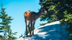 seattle_2022-olympic_np-3 seattle_2022-olympic_np-3
