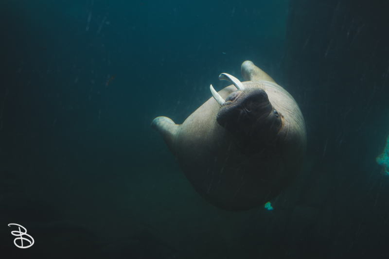 sd-seaworld-11