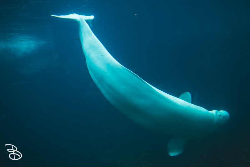 sd-seaworld-12