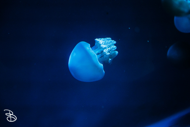 sd-seaworld-2