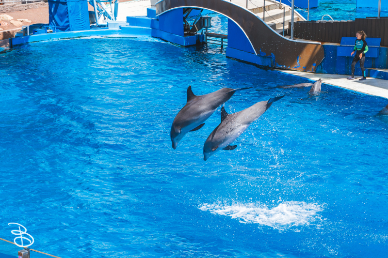 sd-seaworld-20