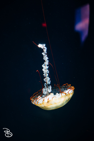 sd-seaworld-3