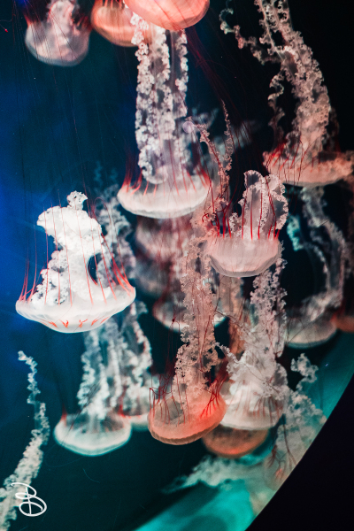 sd-seaworld-5