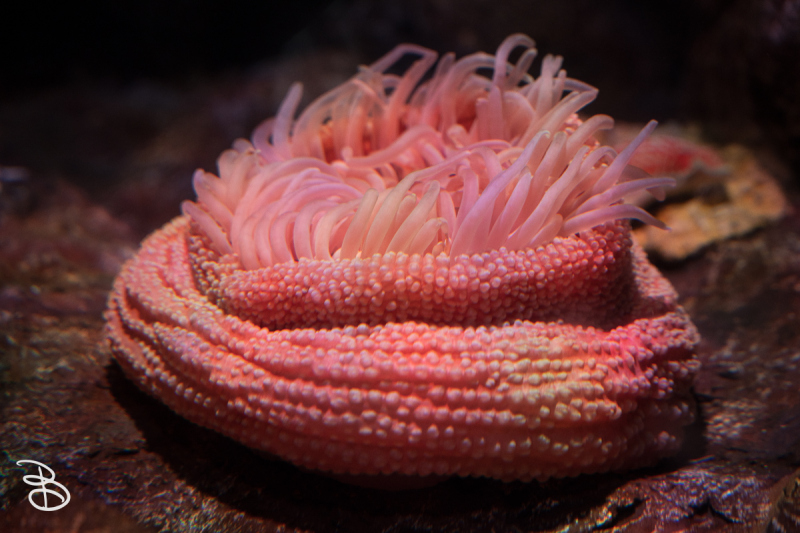 sd-seaworld-6