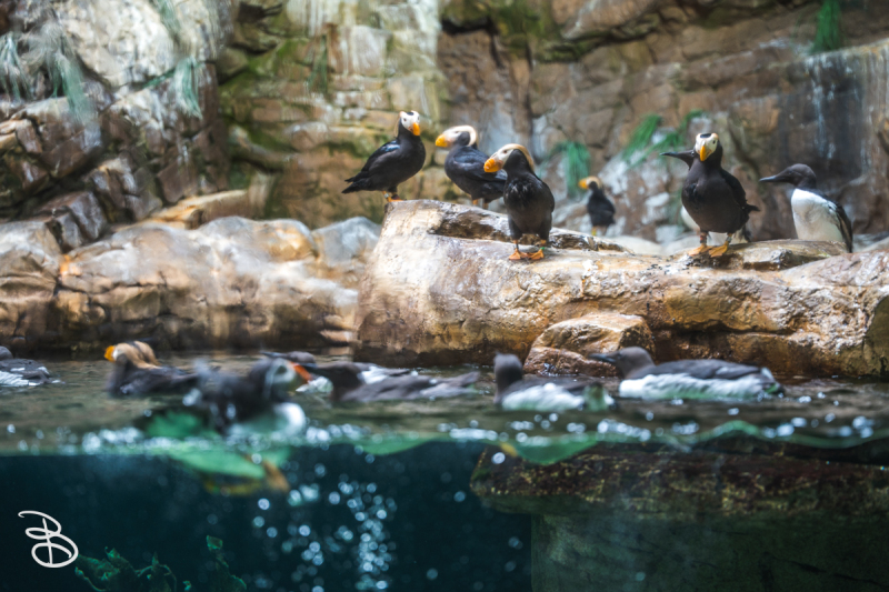 sd-seaworld-9