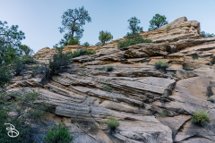 zion-2026-38