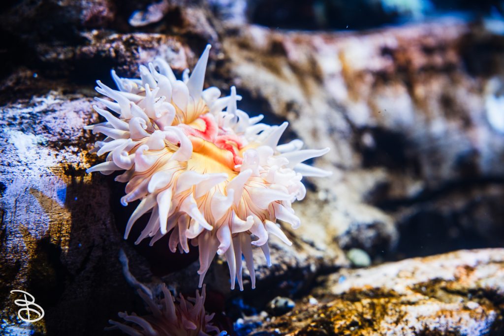 sd-birch-aquarium-3