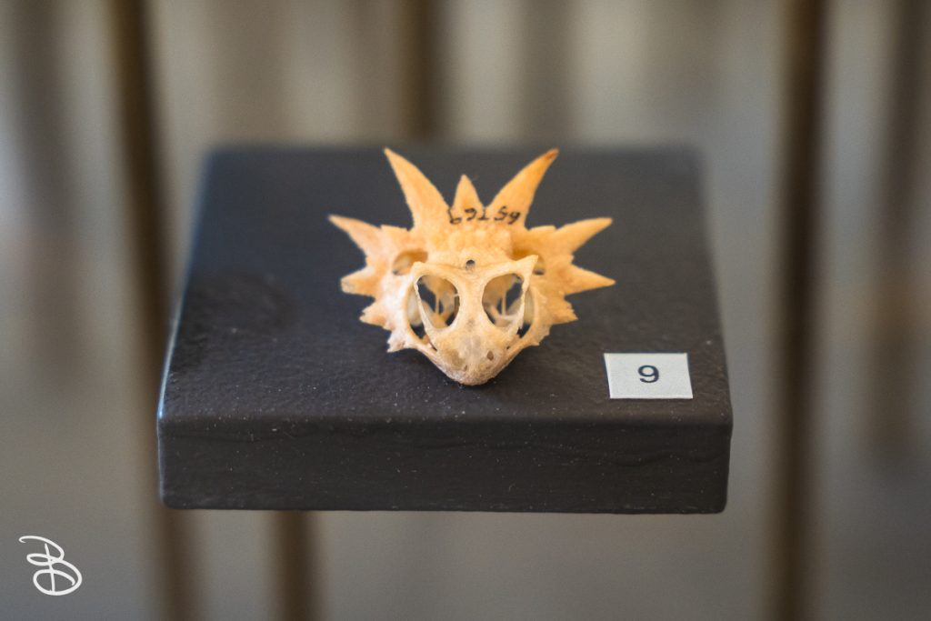 sd-natural-history-museum-21