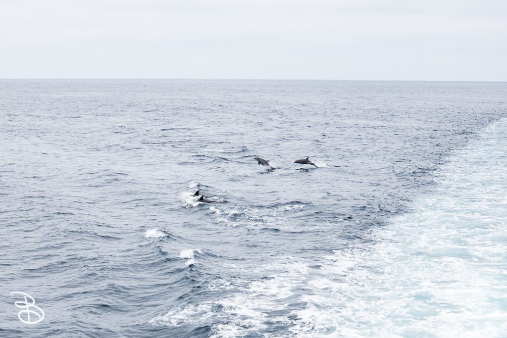 sd-whale-watch-2