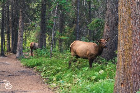 banff-10