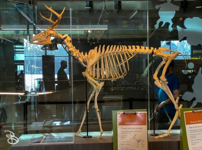 bell-museum-2022-2