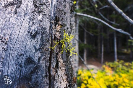 canada-2025-moraine-lake-8