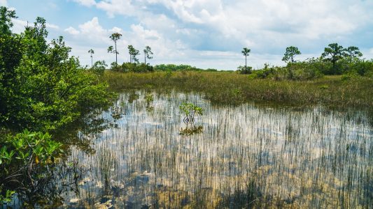 florida-everglades-3