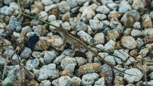 florida-everglades-5