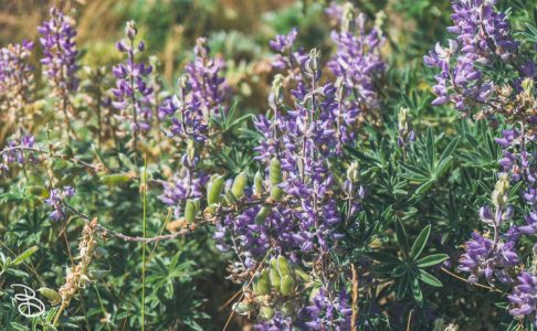 grand-teton-13