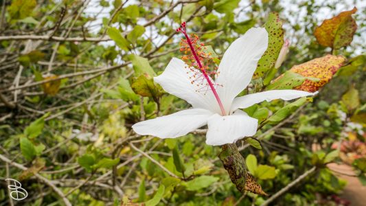 hawaii-dole_plantation-10