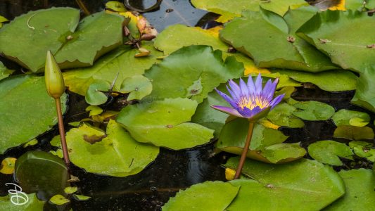 hawaii-dole_plantation-11