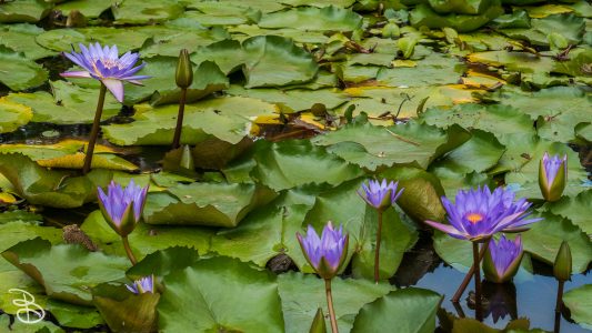 hawaii-dole_plantation-12