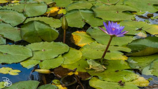 hawaii-dole_plantation-13