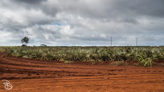 hawaii-dole_plantation-16