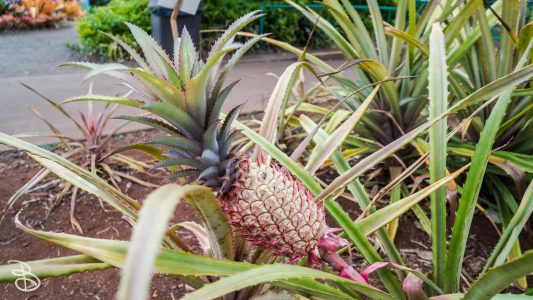 hawaii-dole_plantation-18