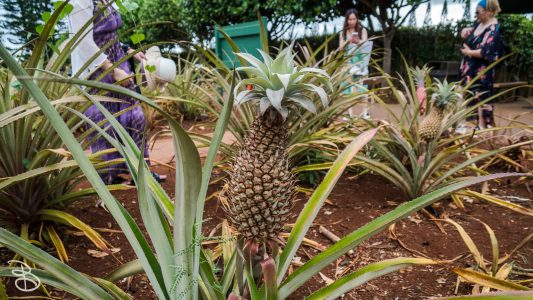 hawaii-dole_plantation-19