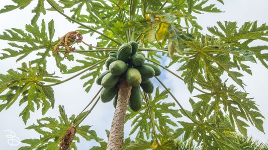 hawaii-dole_plantation-2