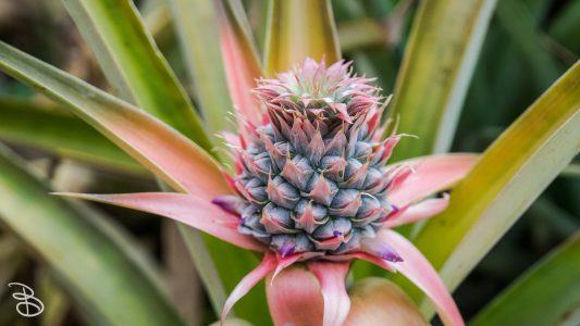 hawaii-dole_plantation-20