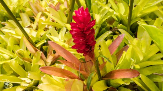 hawaii-dole_plantation-3