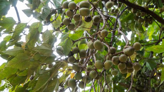 hawaii-dole_plantation-4