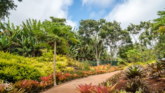 hawaii-dole_plantation-5