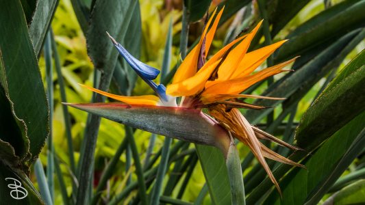 hawaii-dole_plantation-6