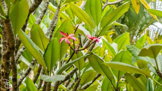 hawaii-dole_plantation-7