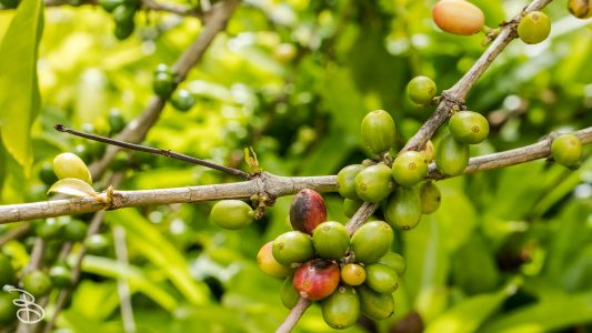 hawaii-dole_plantation-8