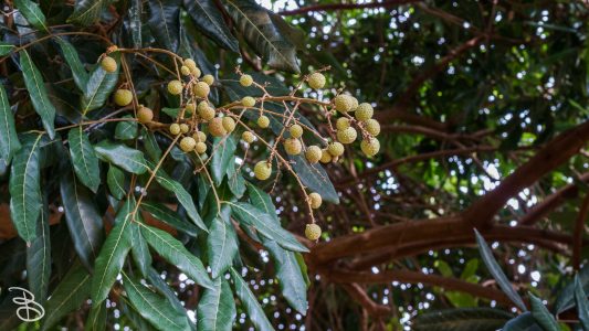 hawaii-dole_plantation-9