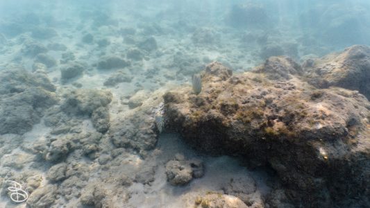 hawaii-haunama_bay-12
