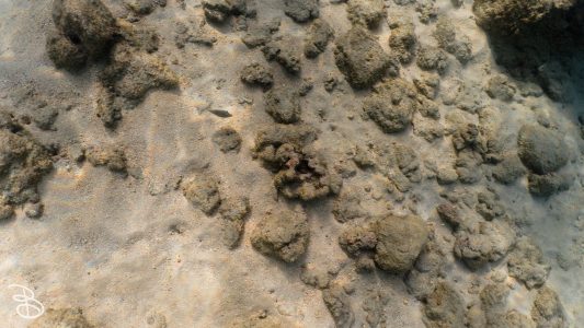 hawaii-haunama_bay-13