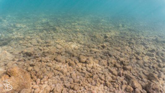 hawaii-haunama_bay-14
