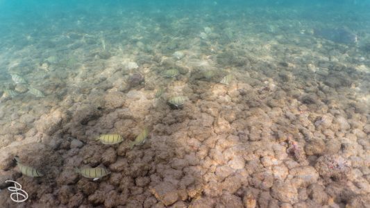 hawaii-haunama_bay-16