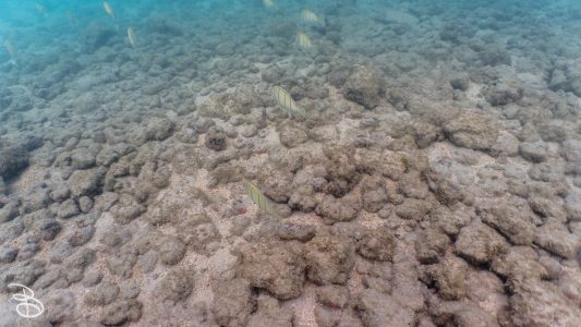 hawaii-haunama_bay-17